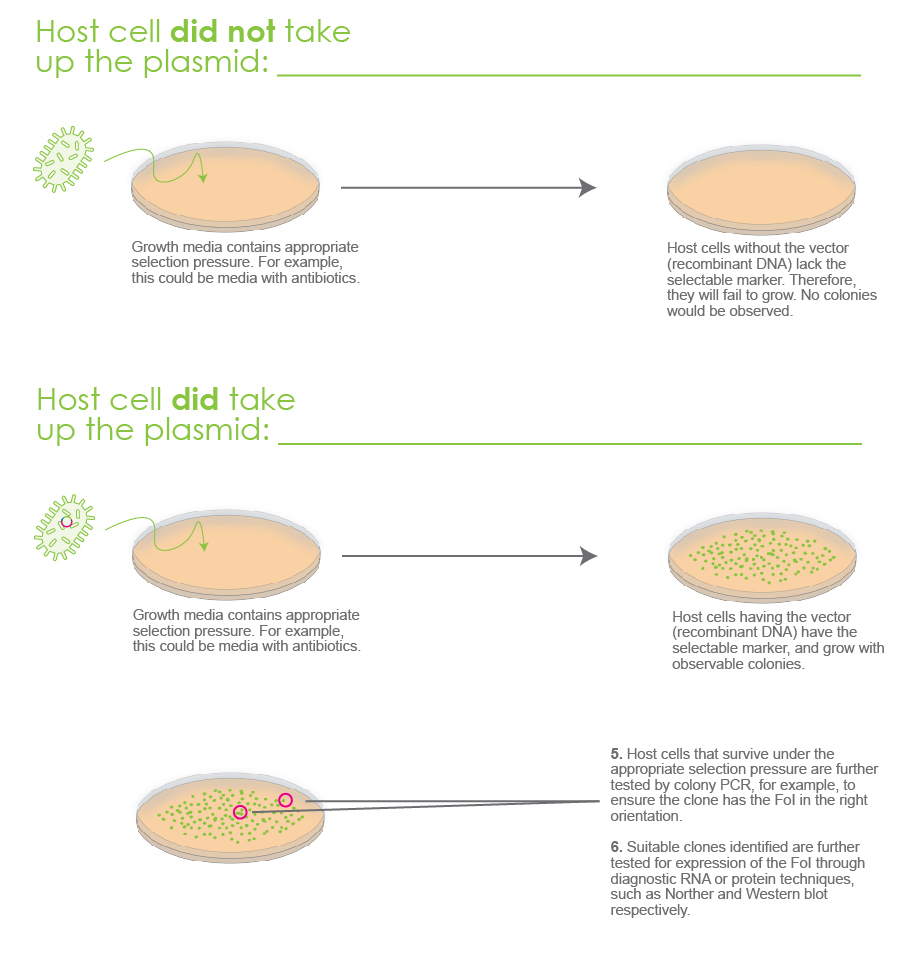 Cloning Vectors Essential Features GoldBio